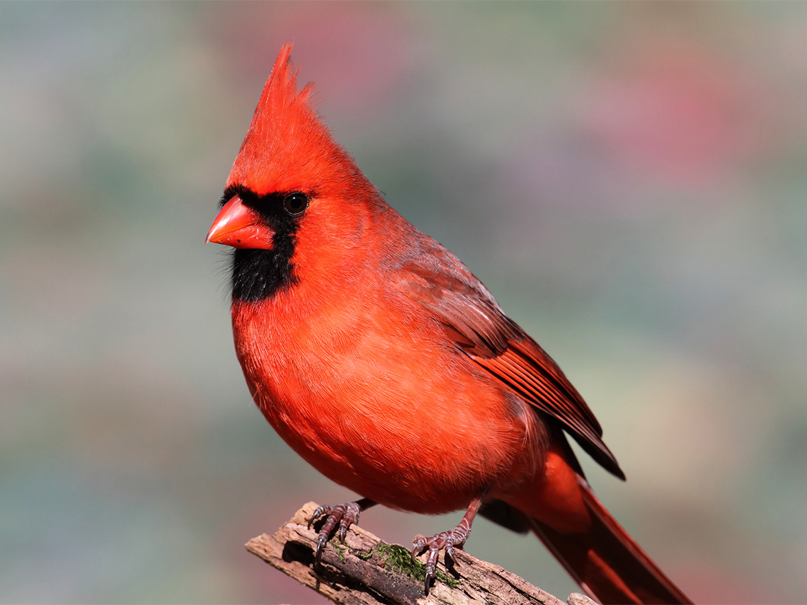A red, feathery cardinal on a branch.
