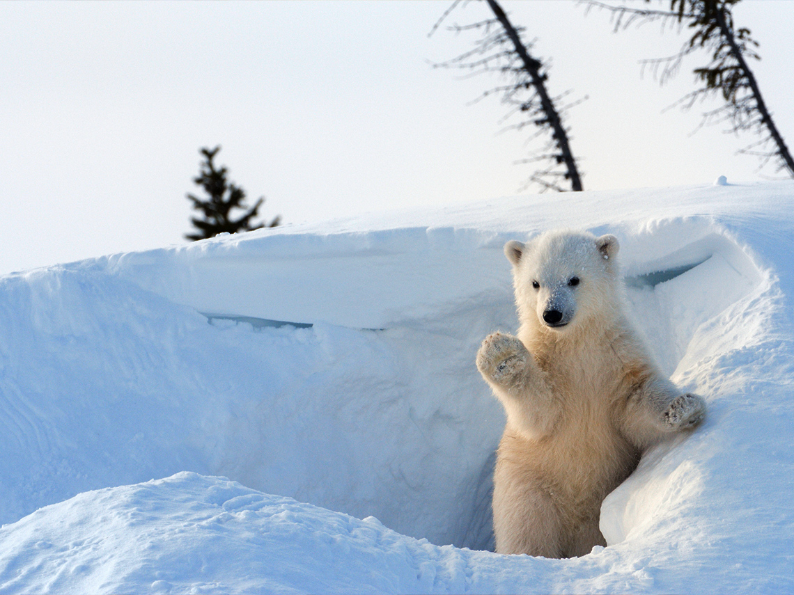 A furry, white polar bear in the snow.