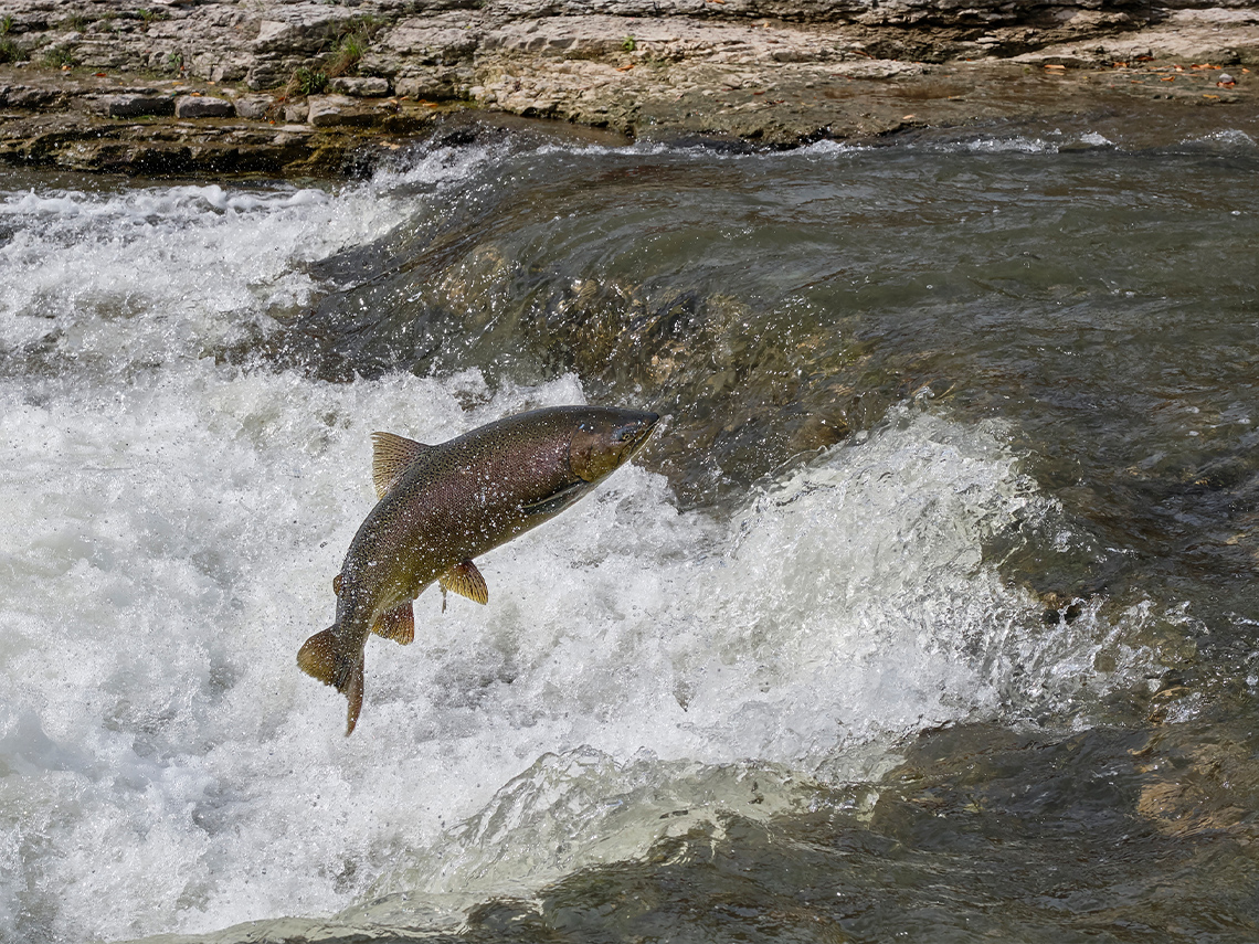 A salmon jumping out of the water.