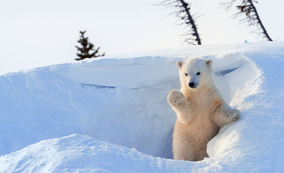 A furry, white polar bear in the snow.