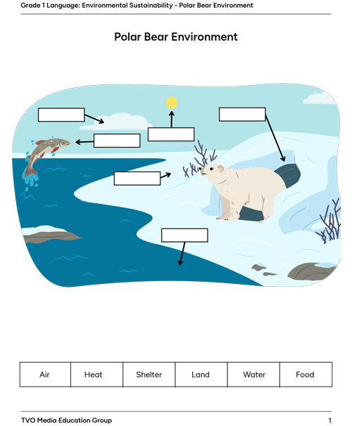 Polar Bear Environment