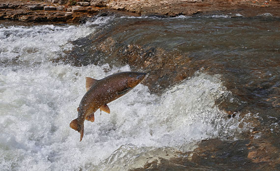 A salmon jumping out of the water.