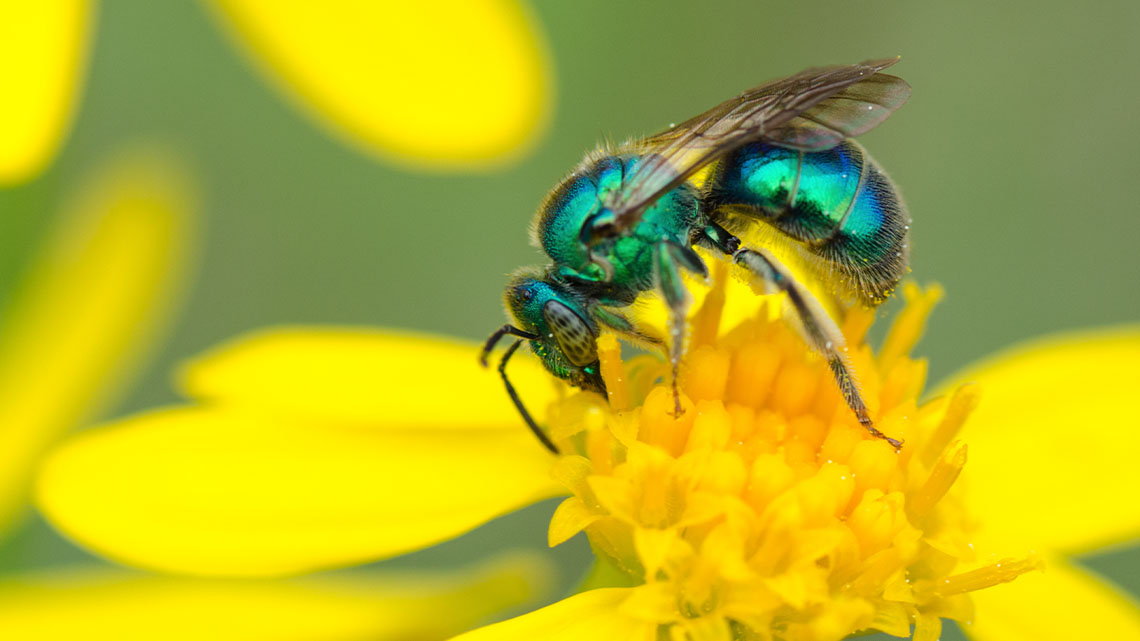 A blue-green sweat bee.