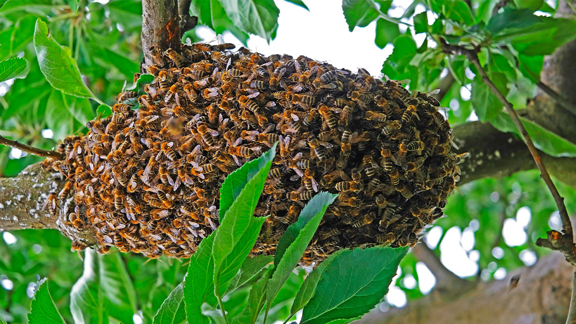 A honeybee nest in a tree, covered in honeybees.