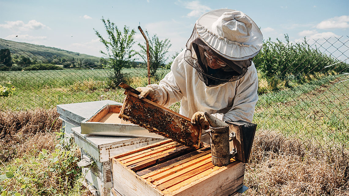 A beekeeper holding a frame from a hive. The frame has combs and honeybees on it.