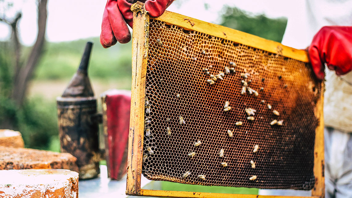 A beekeeper in protective gear holds a rectangular honeycomb with bees hanging on to it.