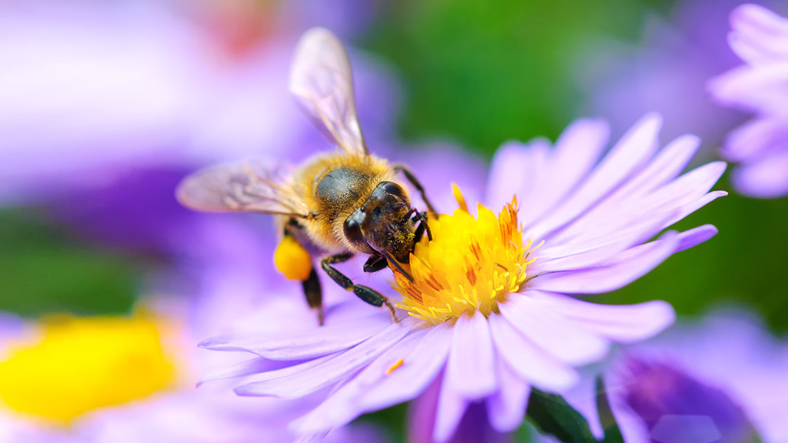 A bee sitting on a bright purple flower, drinking nectar.