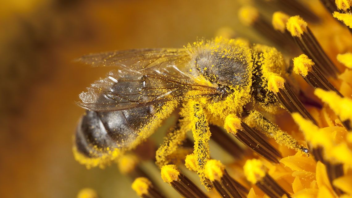 A bee sitting on a flower, covered in pollen.