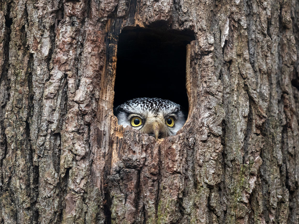 A feathery, black and white owl with a sharp, curved beak and yellow eyes, peaking out from a tree hollow.