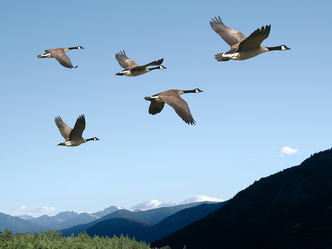 Five feathery, black, gray, and white geese flying.