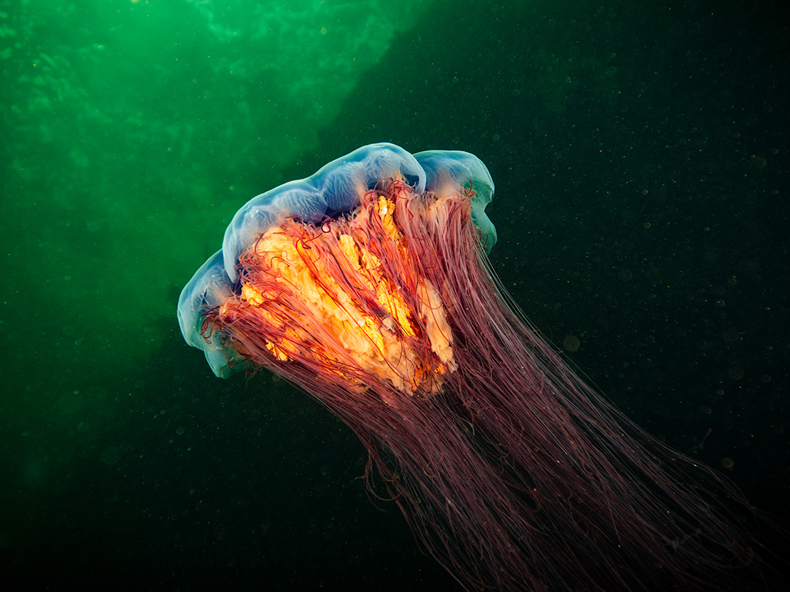 A large, colourful lions mane jellyfish with many long, thin tentacles.