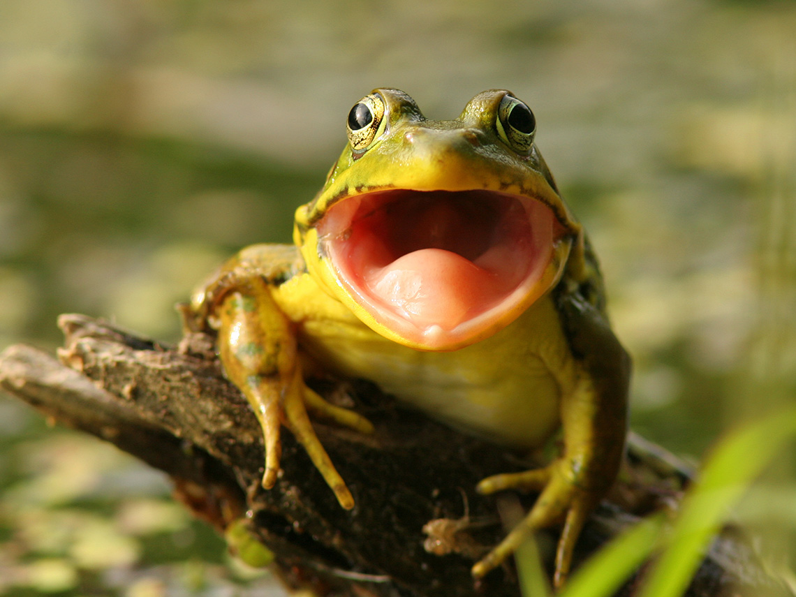 A green frog with their mouth open preparing to catch an insect.