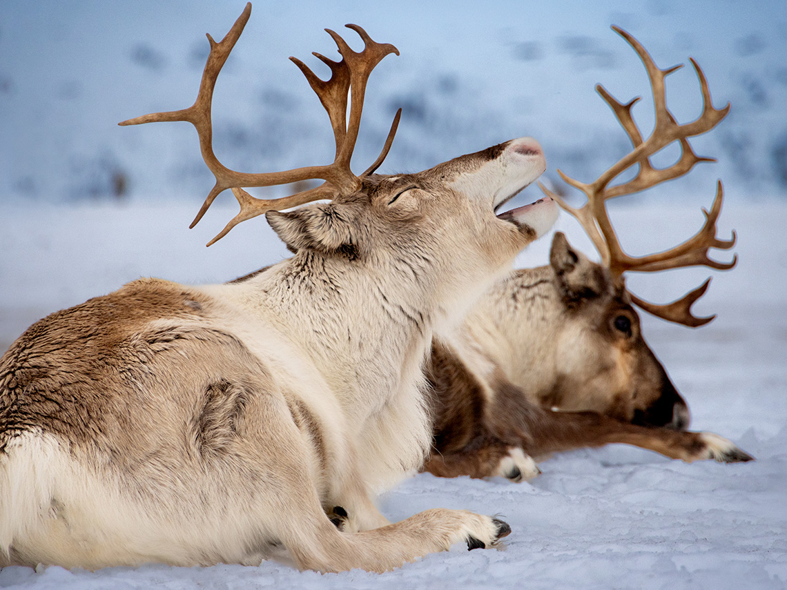 Two furry, brown and white reindeer with large, brown, sharp antlers sitting in the snow.