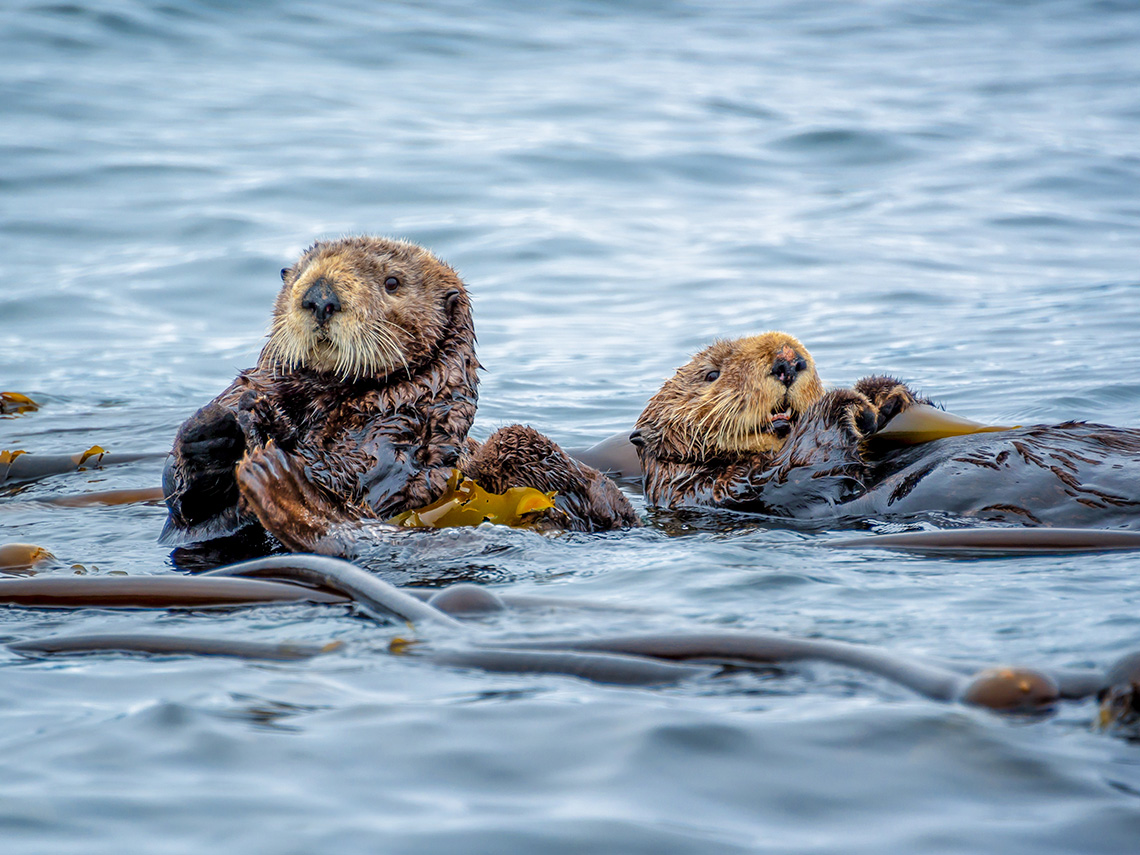 Two furry brown sea otters with long whiskers swimming in the ocean.
