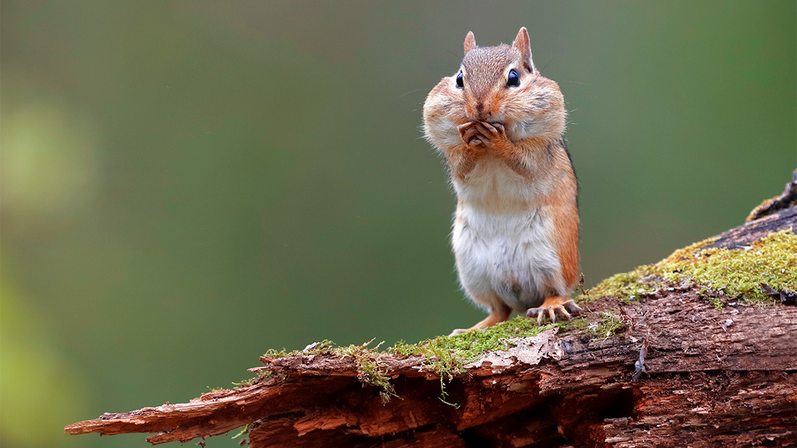 A chipmunk sitting on a tree in the forest.