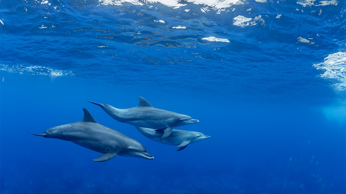 Three dolphins swimming in the ocean.
