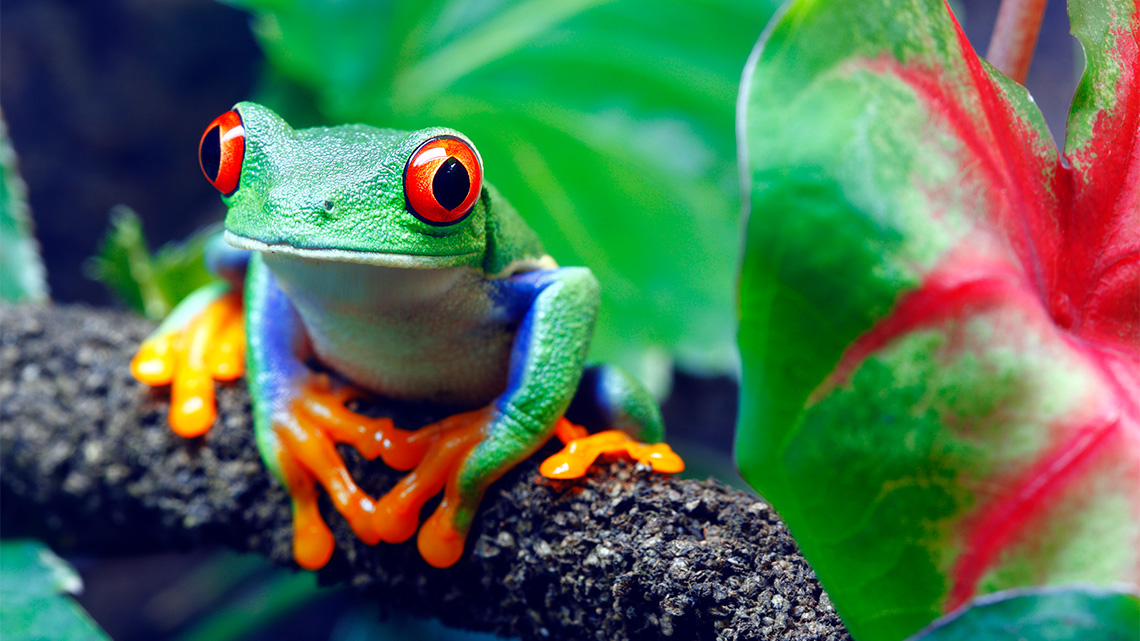 A treefrog sitting in a tree in a rainforest.