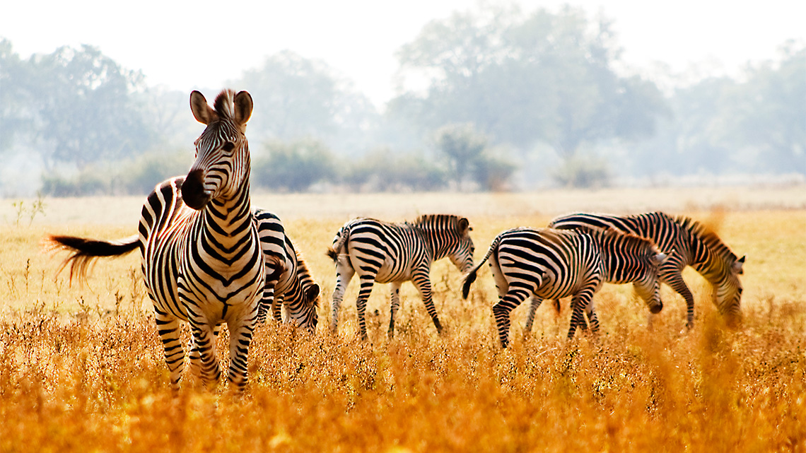 A herd of zebras in the glasslands.