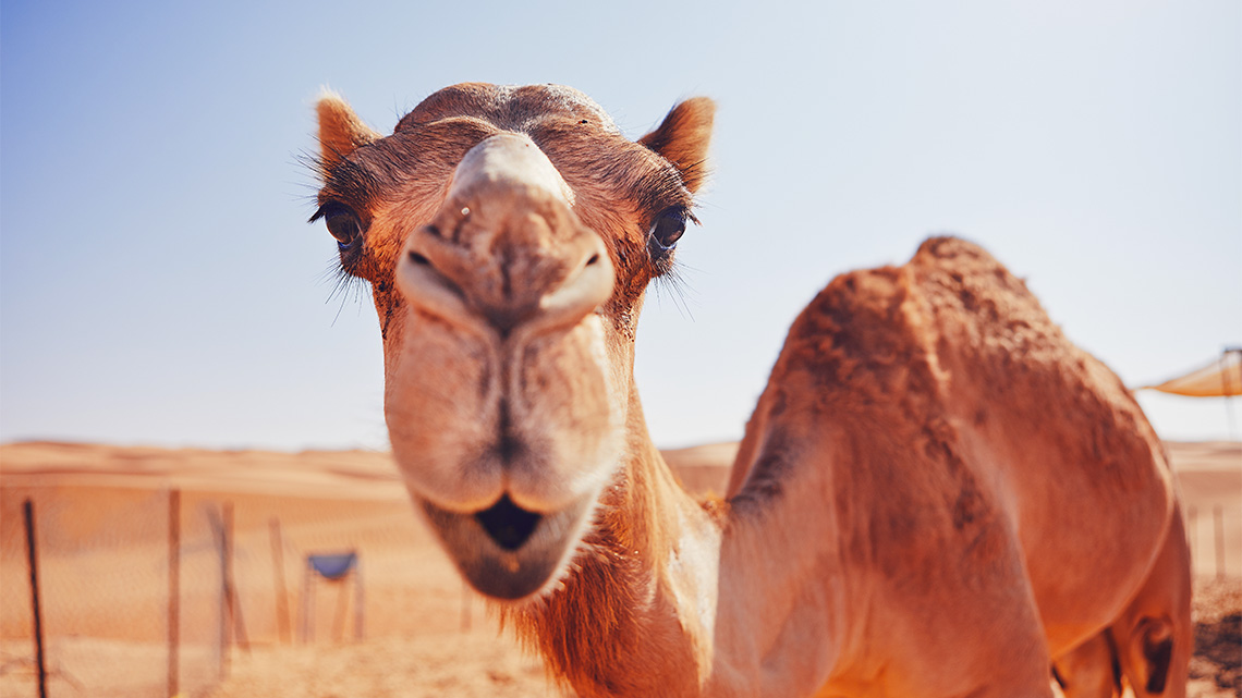 A camel in a desert.