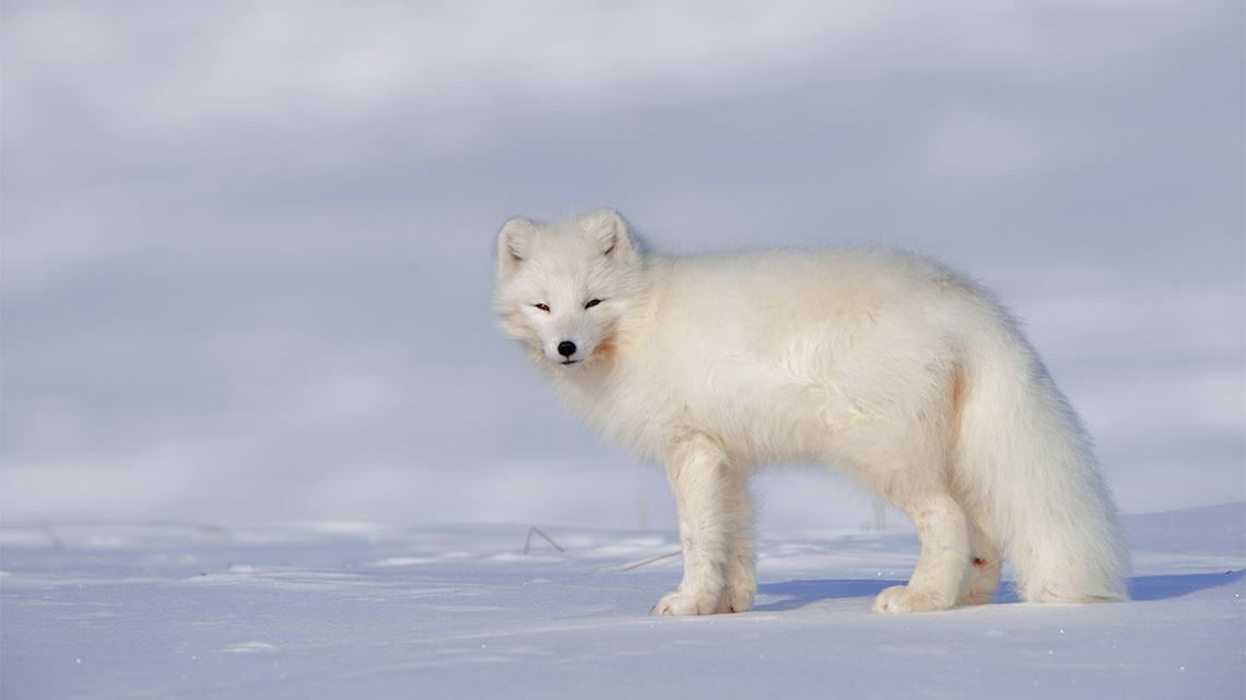 A white fox in a tundra.