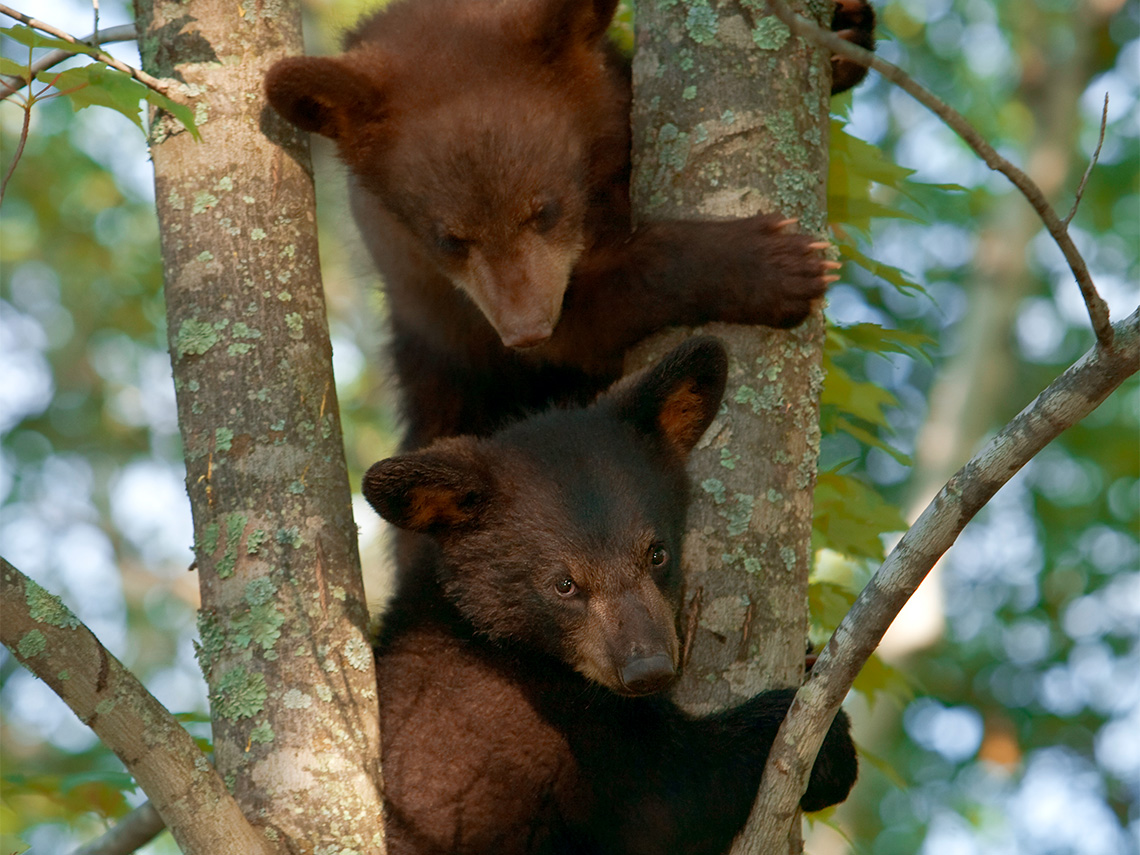 Two black bears climbing a tree.