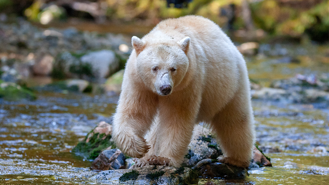 A cream-coloured black bear.