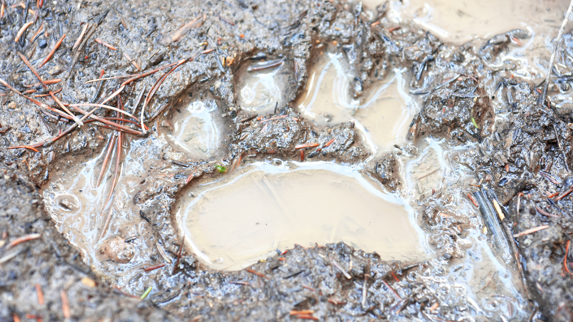 A bear pawprint in the mud. It has five toe prints.