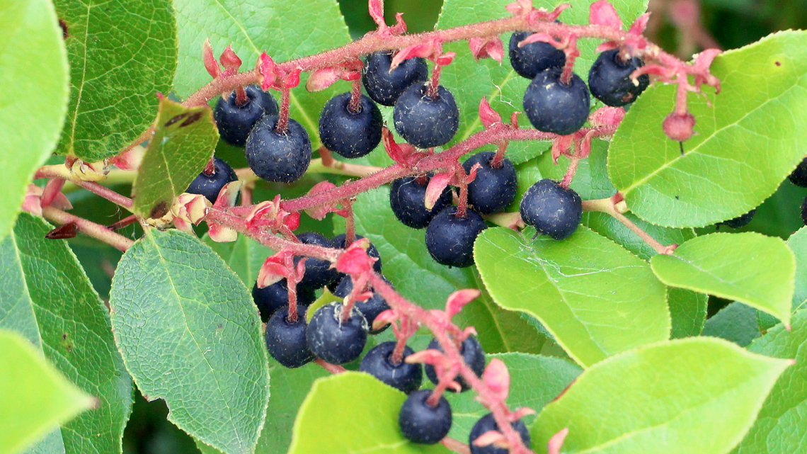 Salal berries.