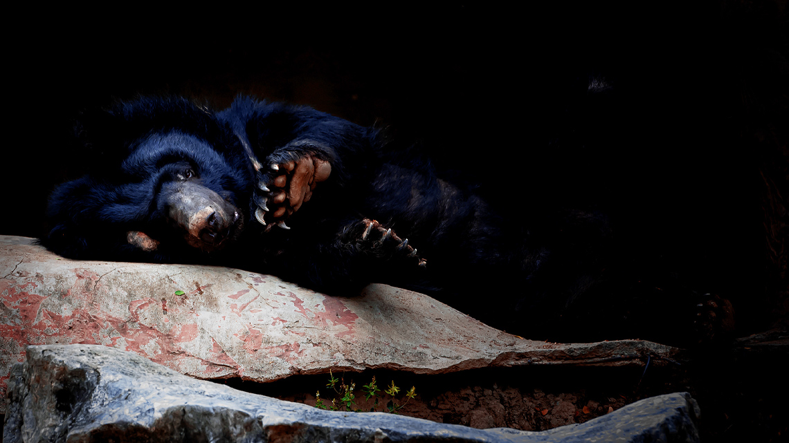 A sleeping black bear.
