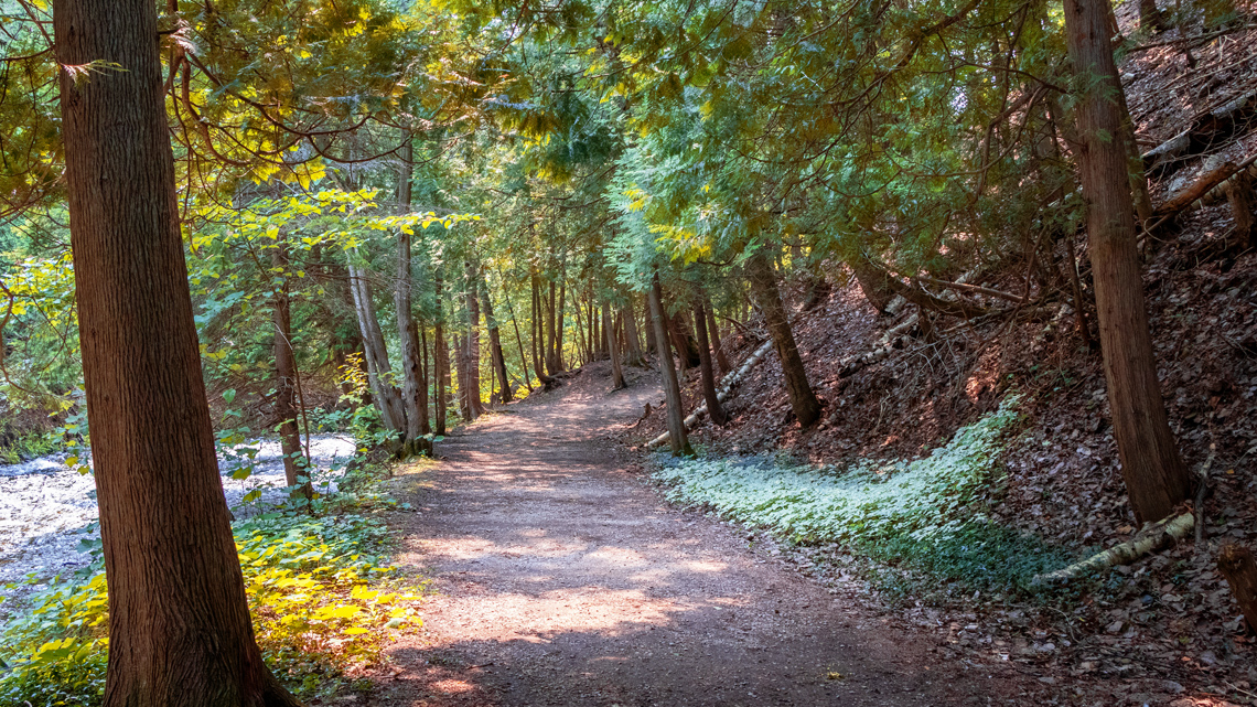 A forest trail lines with trees and plants.
