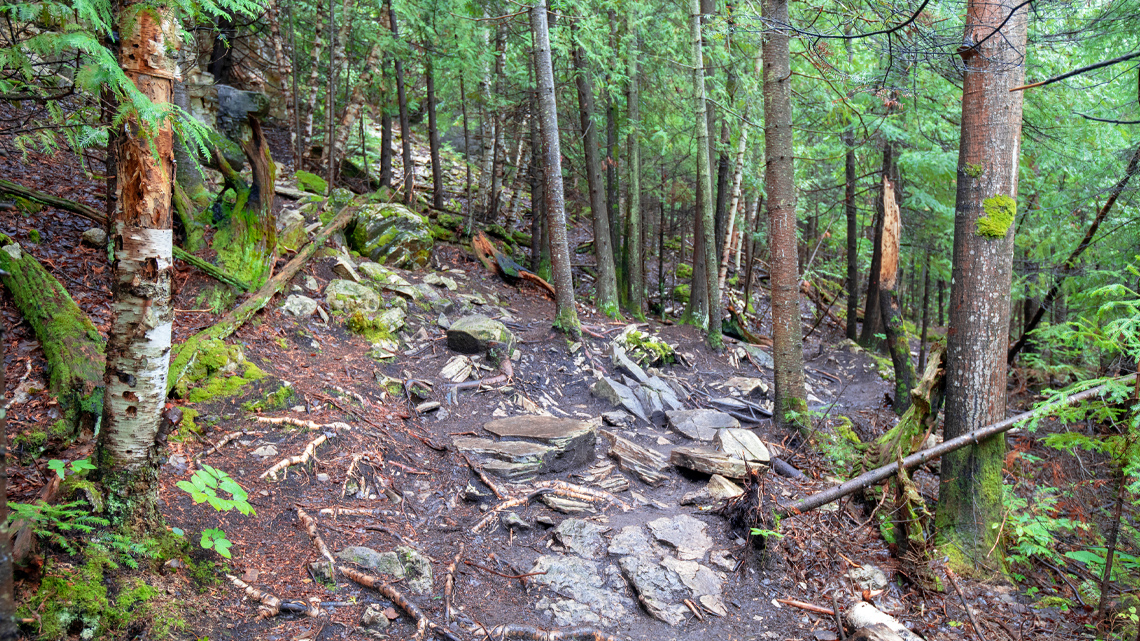 A forest hill with many trees and moss.