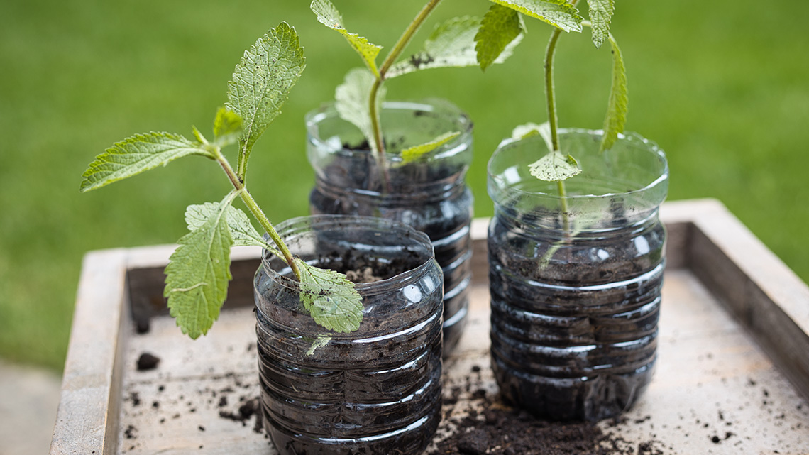 An image of plastic water bottles turned into planters with soil and plants growing inside.