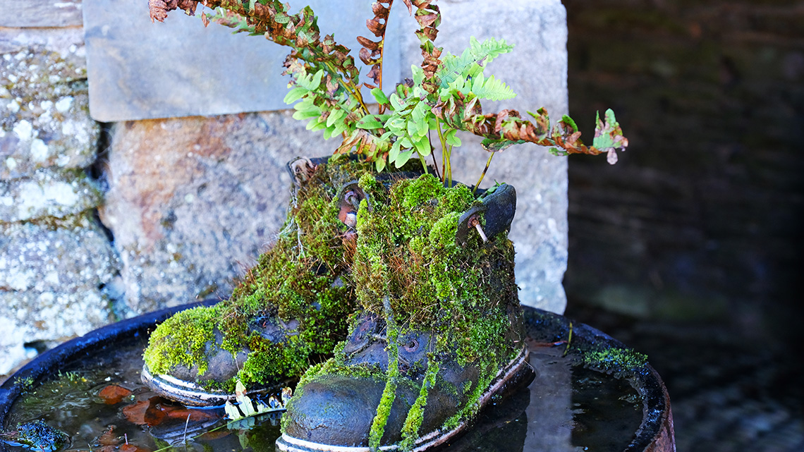 A pair of shoes being used as planters, with tall plants growing out of both shoes.