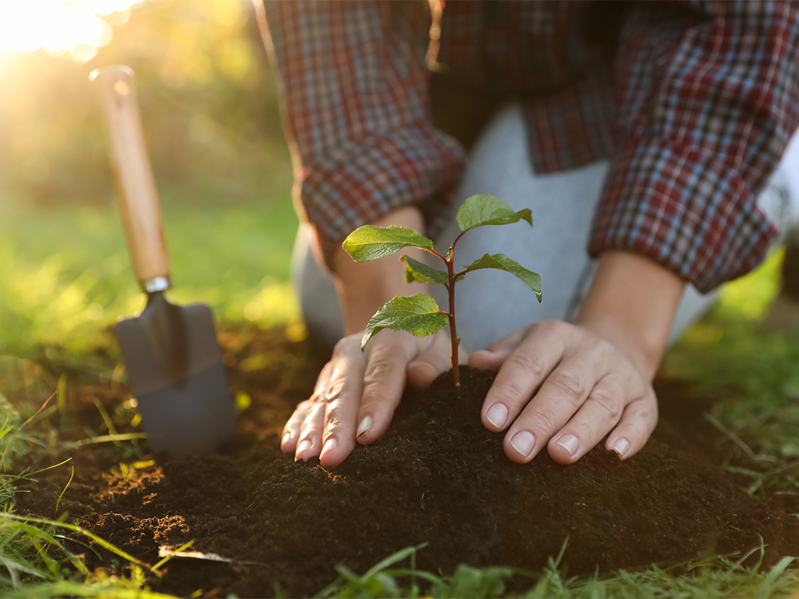 A person plants a young tree.