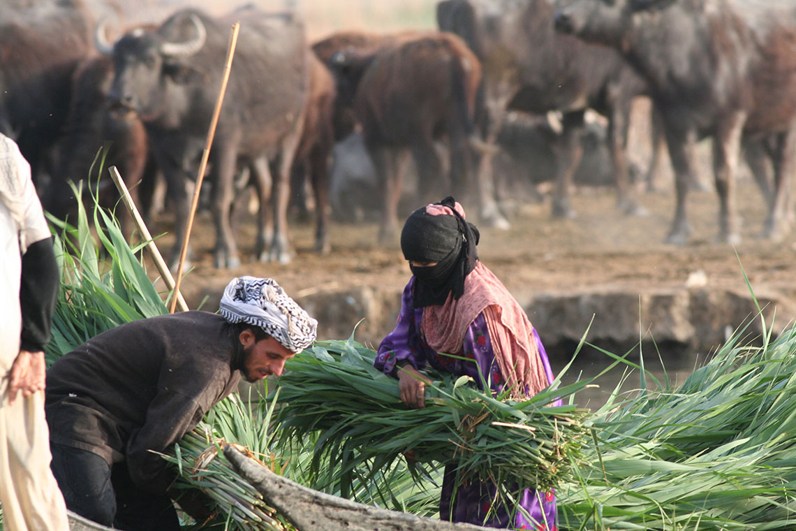 Farmers harvests reeds in the marshlands of Dhi Qar, Southern Iraq.