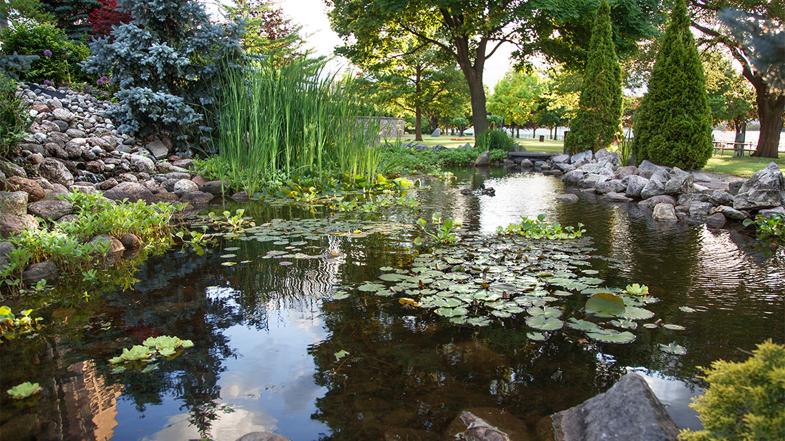 A pond surrounded by trees and greenery.