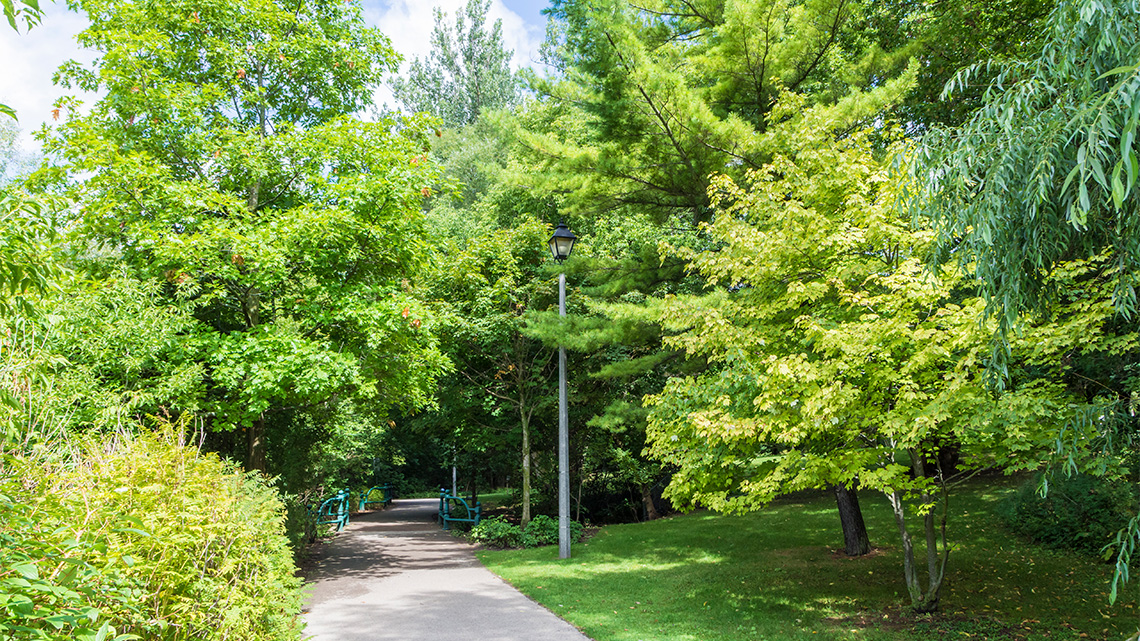 A paved path surrounded by many trees.