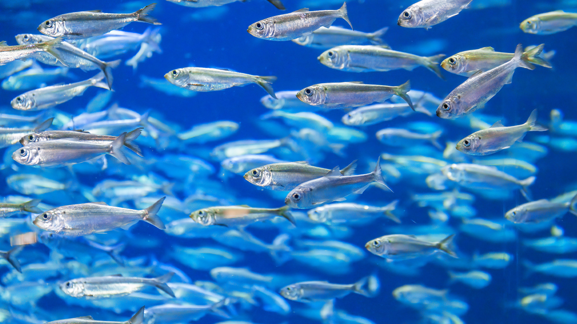 A school of alewife fish, which are small, flat fish with silver and grey scales.