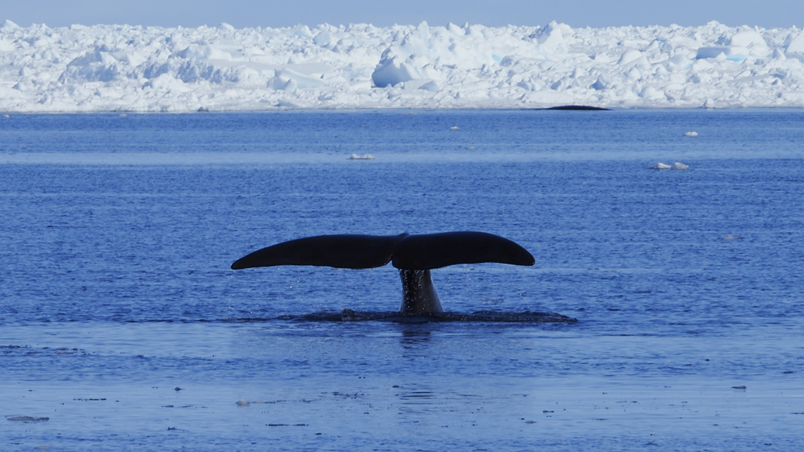 The tail of a bowhead whale visible above water. In the distance is small ice bergs above the surface.