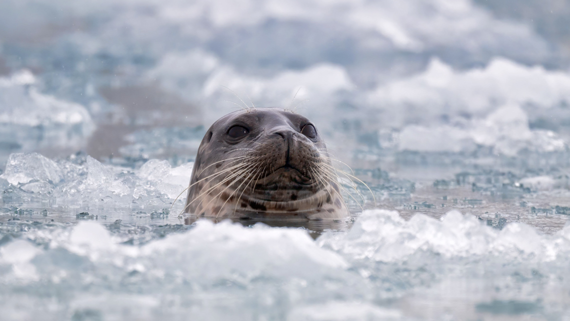 A seal with their head sticking above the surface of icy water.
