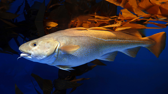 A cod fish with a long, smooth body. Its skin is a mix of a green, brown and blue colour, with fins along the body and a forked tail.