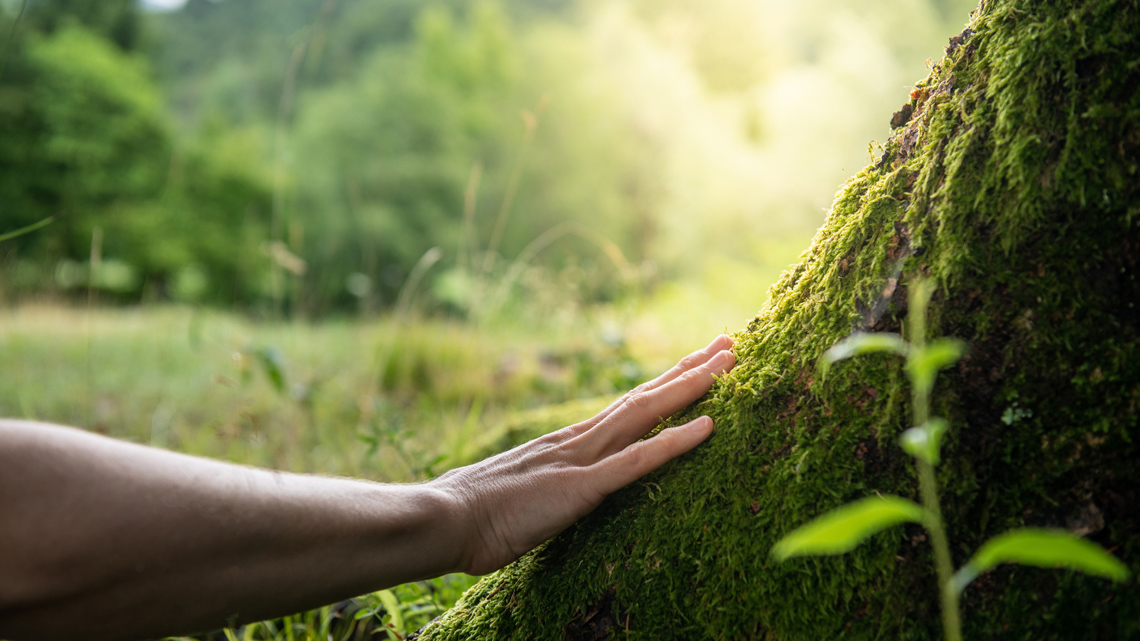A hand reaching out to touch the trunk of a vibrant green tree. In the background, a bright sun and lush green plants surround the tree.