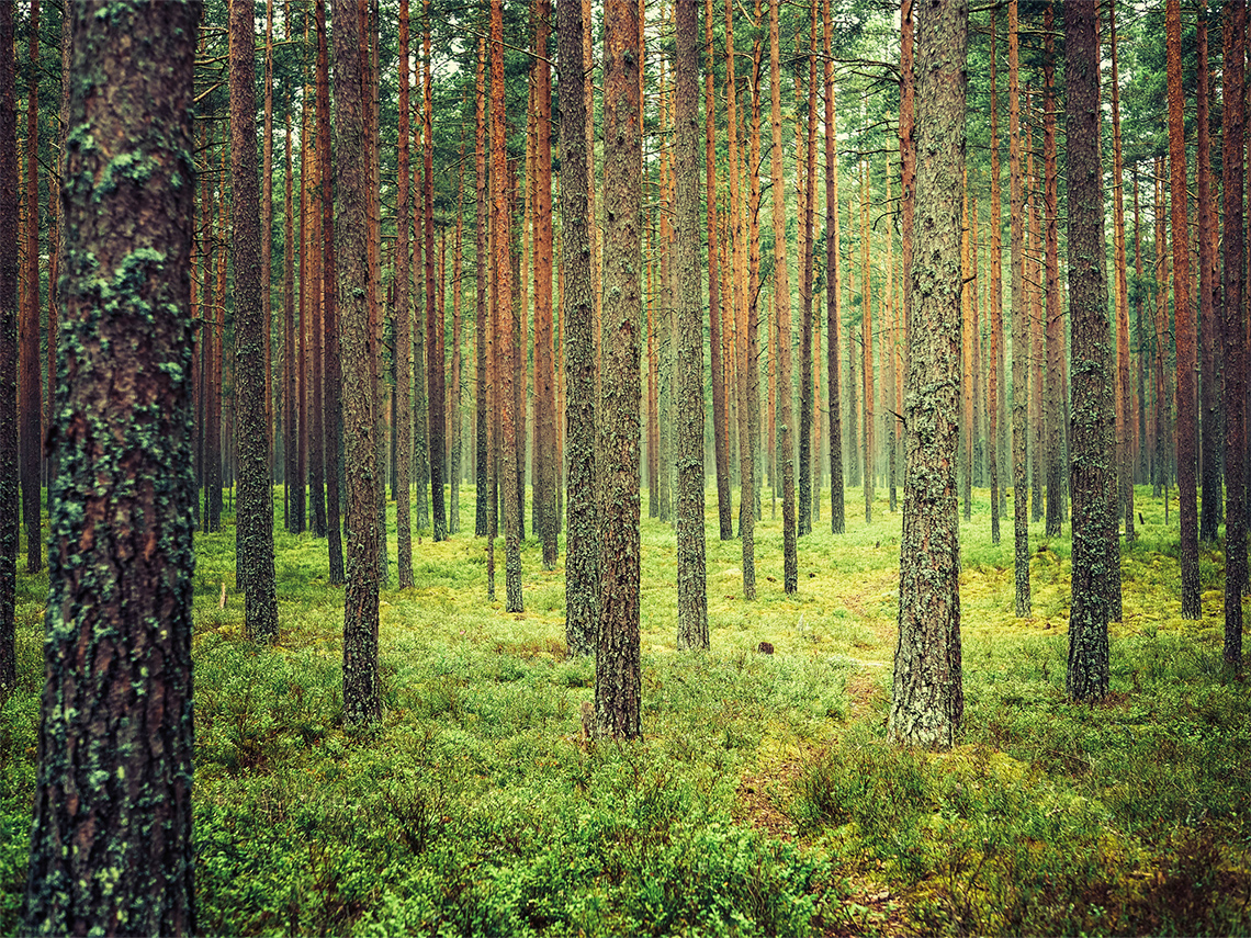 Trees in a green forest