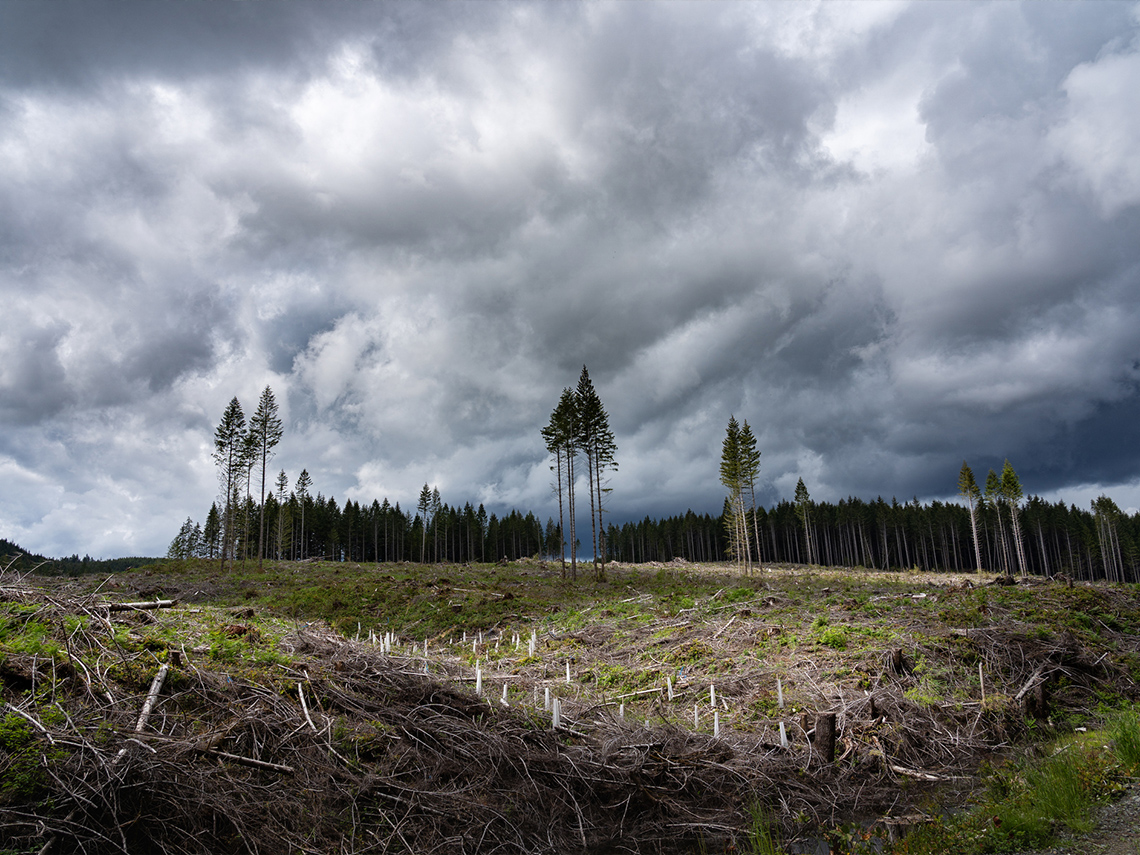 Deforestation of an old-growth forest