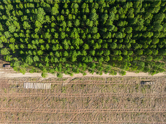 An abundant pine forest, part of which has been clear-cut