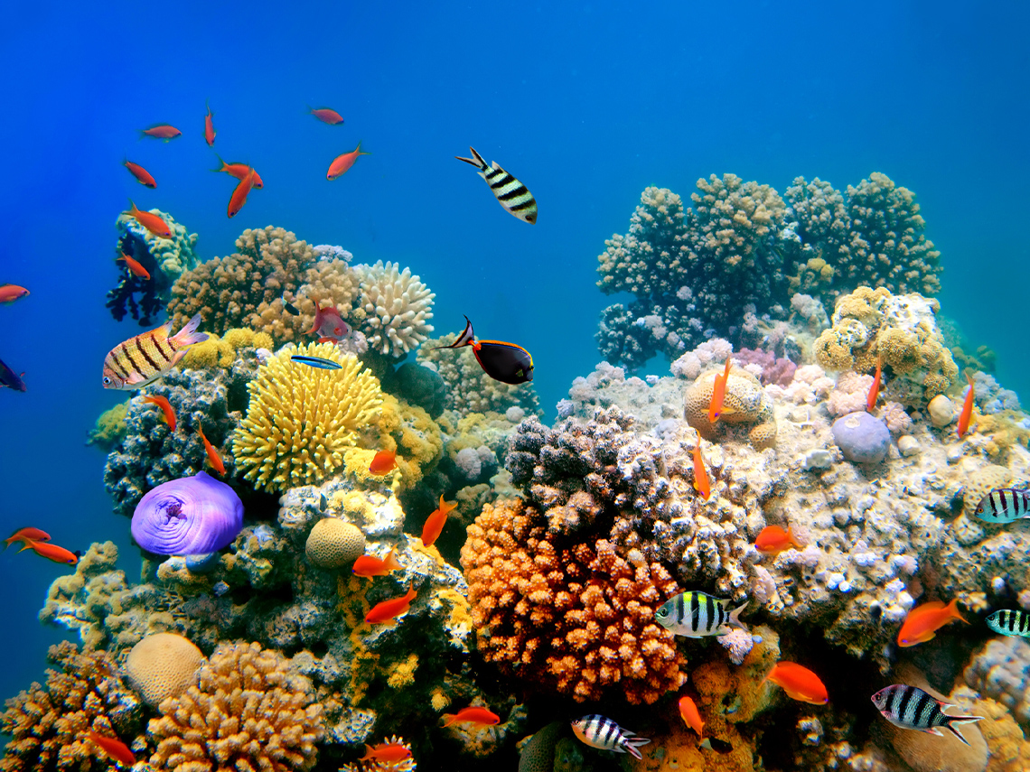 A colourful coral reef