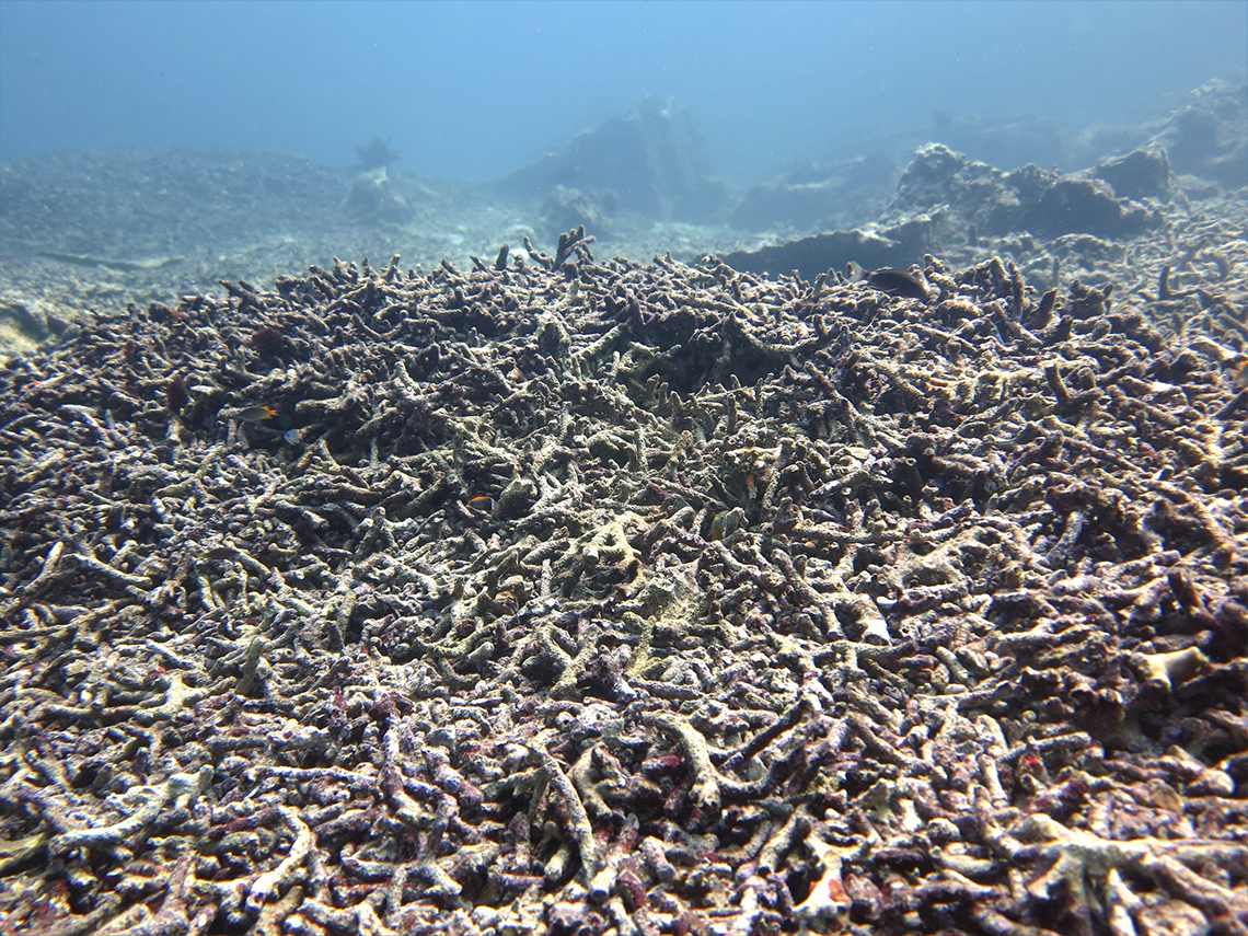 A dead, colourless coral reef
