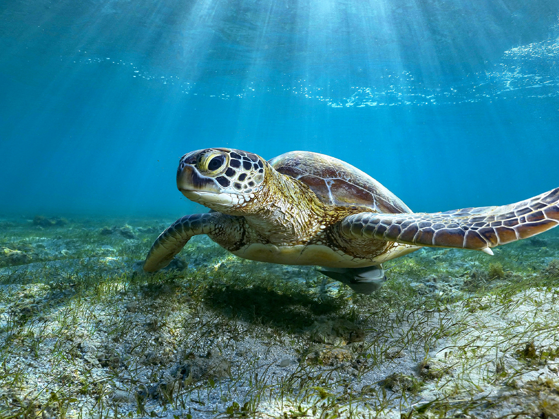 Green turtle swimming underwater in clear water