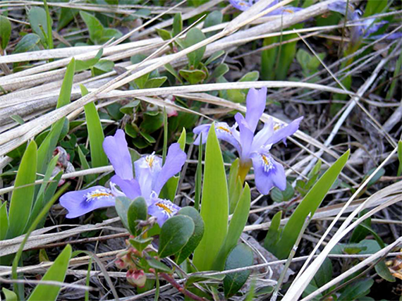 Dwarf lake iris