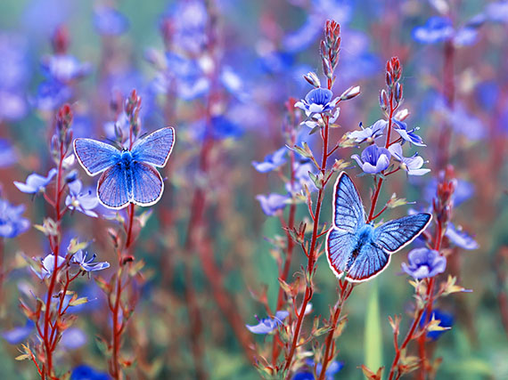 Karner blue butterfly